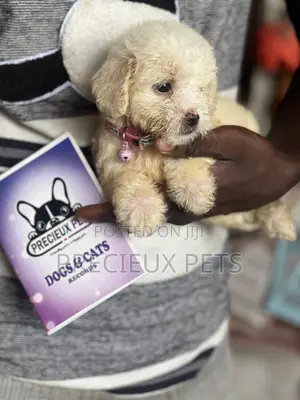 1-3 months Female Purebred Poodle