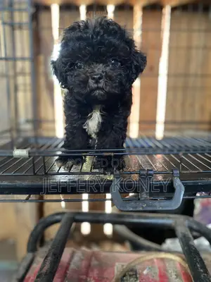 1-3 months Male Purebred Poodle