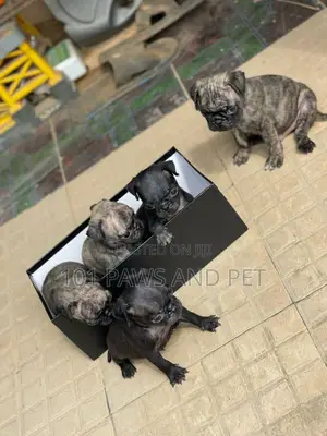 1-3 months Male Purebred Pug