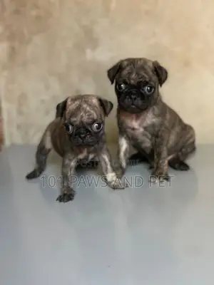1-3 months Female Purebred Pug