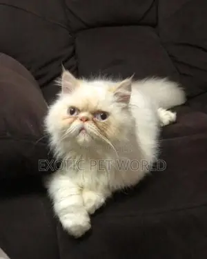 6-12 months Male Purebred Persian