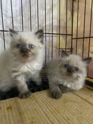 1-3 months Male Purebred Persian