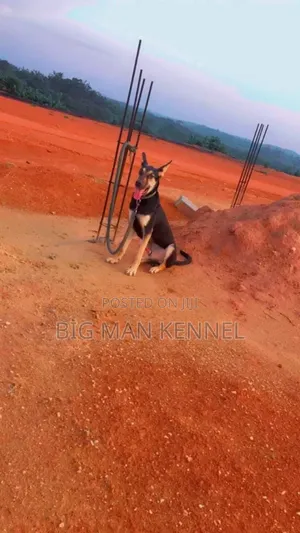 1+ year Male Purebred German Shepherd