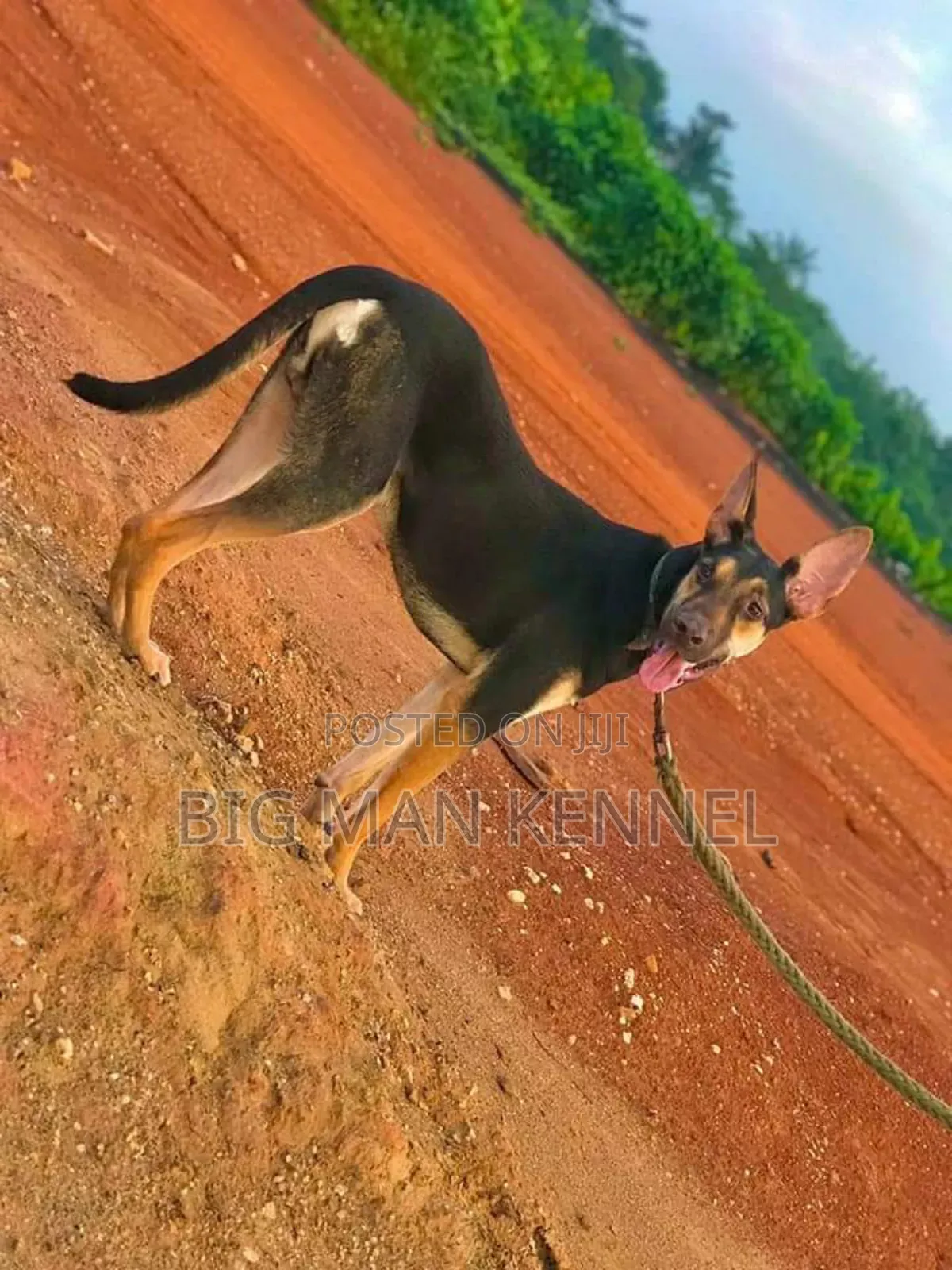 1+ year Male Purebred German Shepherd