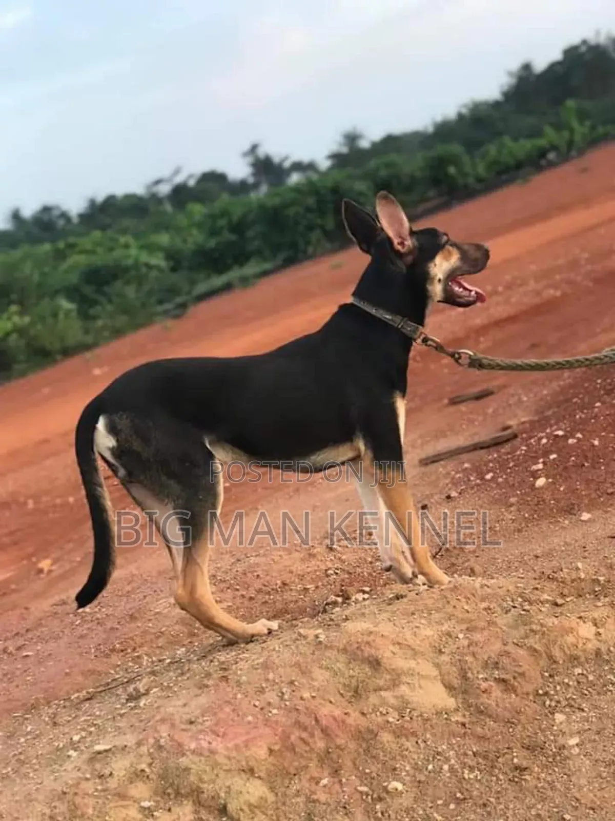 1+ year Male Purebred German Shepherd