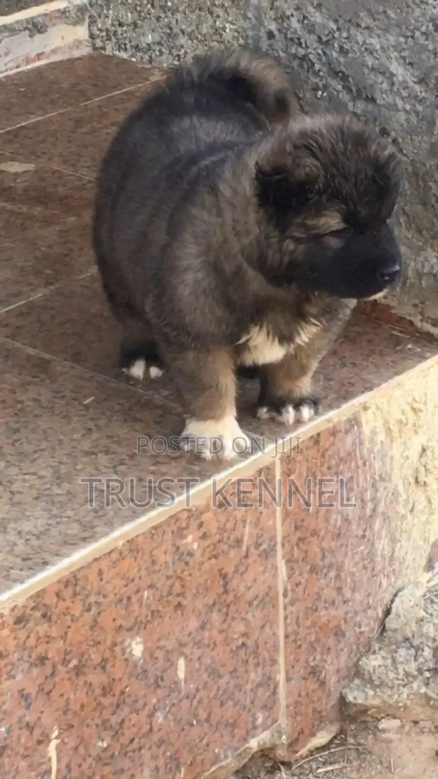 1-3 months Male Purebred Caucasian Shepherd