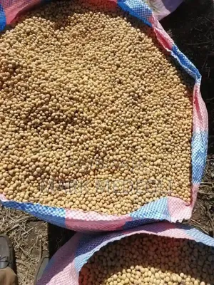 Soya Beans