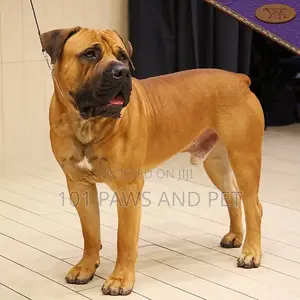 1+ year Male Purebred Boerboel