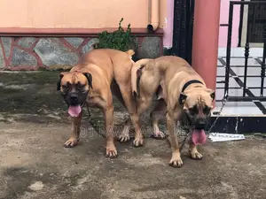 1+ year Male Purebred Boerboel