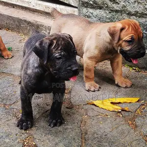 1-3 months Female Purebred Boerboel