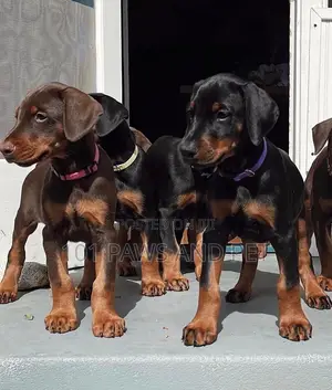 3-6 months Male Purebred Doberman Pinscher