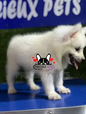 1-3 months Female Purebred American Eskimo