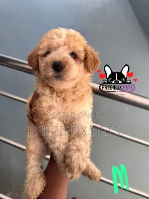1-3 months Male Purebred Poodle