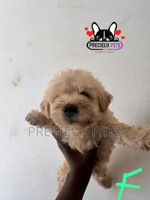 1-3 months Female Purebred Poodle