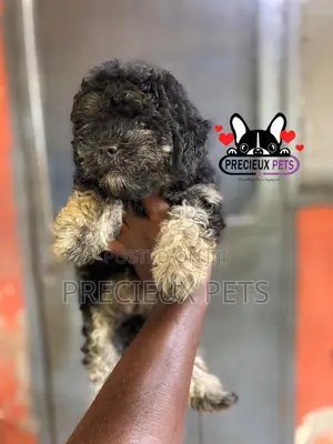 1-3 months Female Purebred Poodle