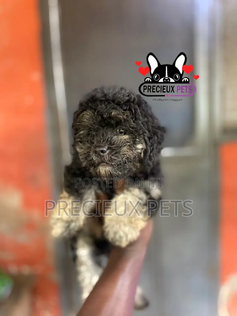 1-3 months Female Purebred Poodle