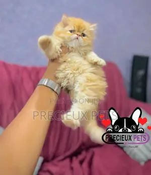 1-3 months Female Purebred Persian