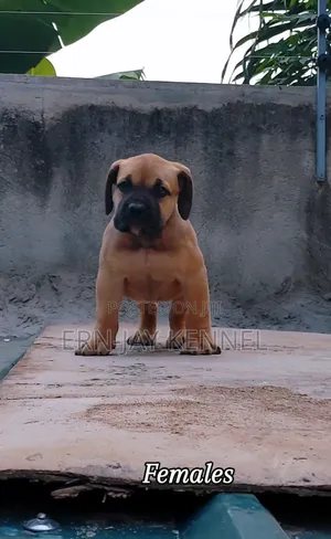 1-3 months Male Purebred Boerboel