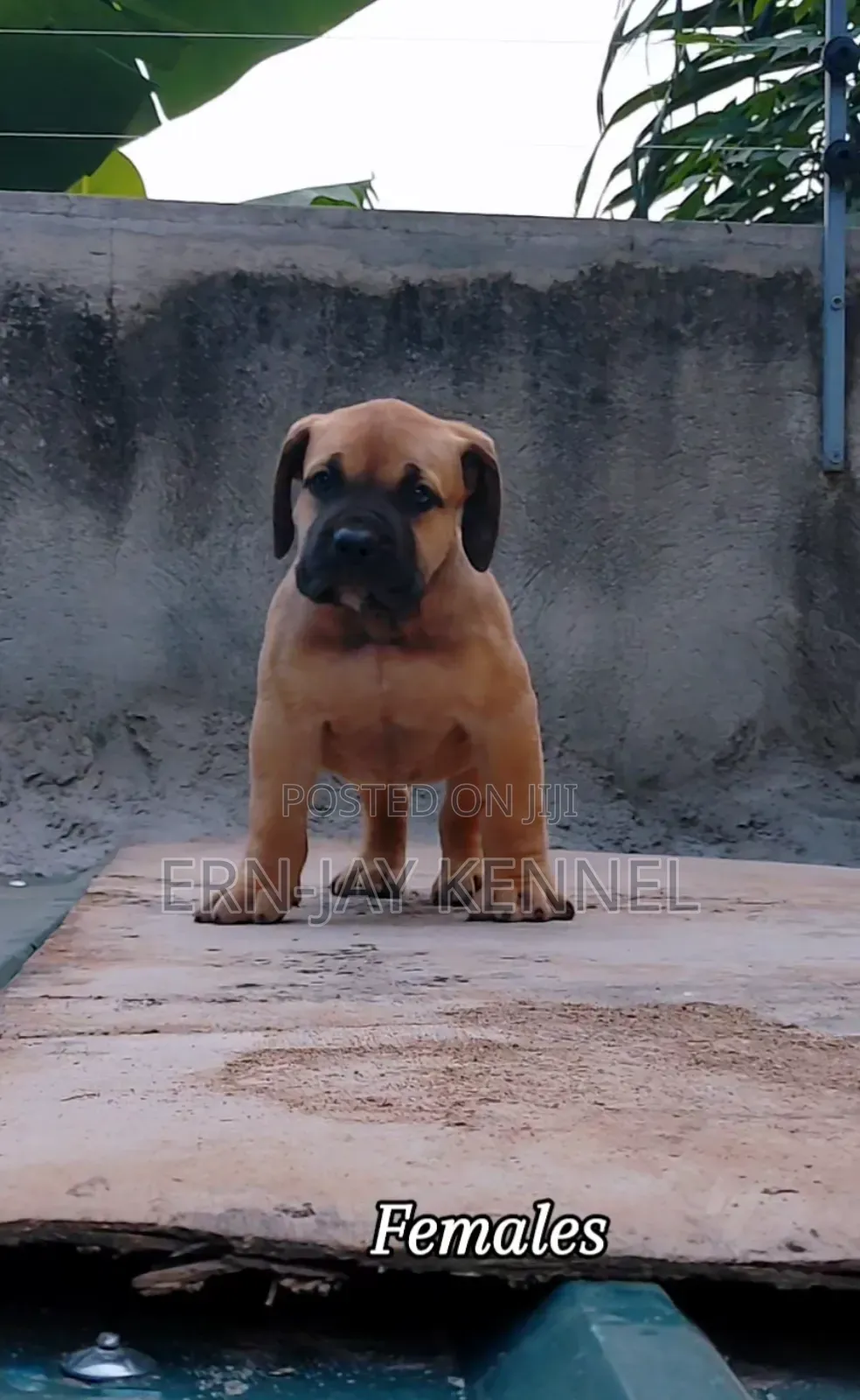 1-3 months Male Purebred Boerboel