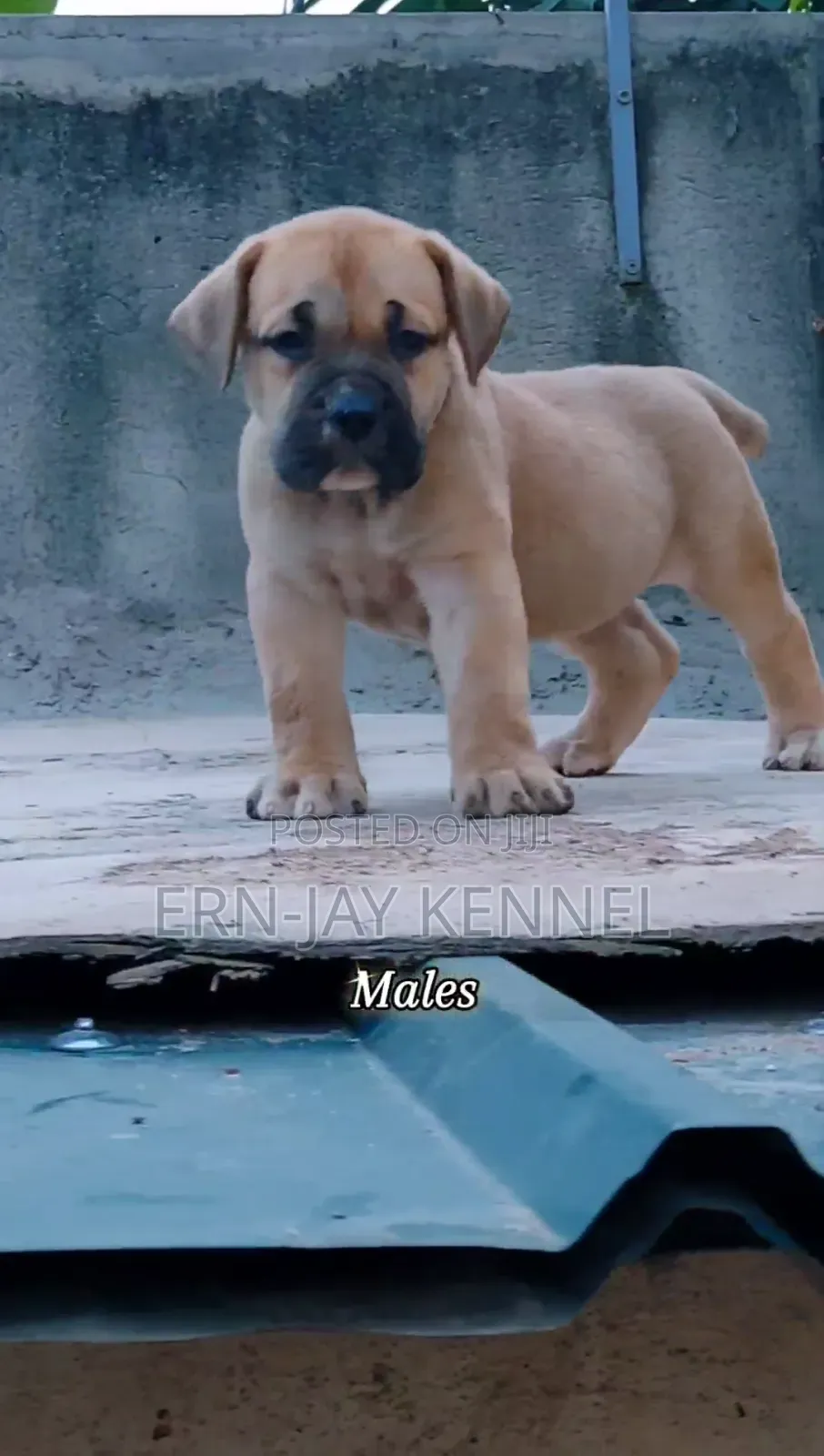 1-3 months Male Purebred Boerboel
