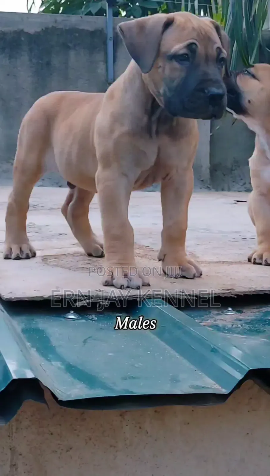 1-3 months Male Purebred Boerboel