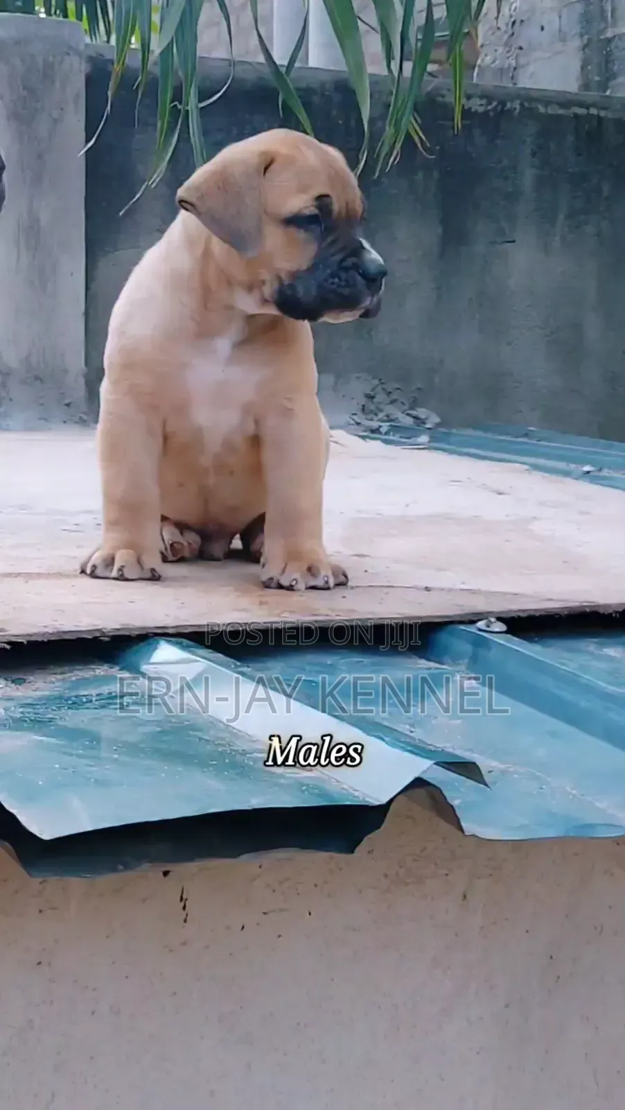 1-3 months Male Purebred Boerboel