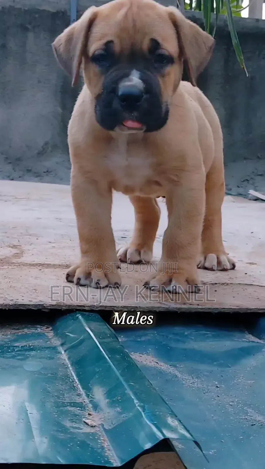 1-3 months Male Purebred Boerboel