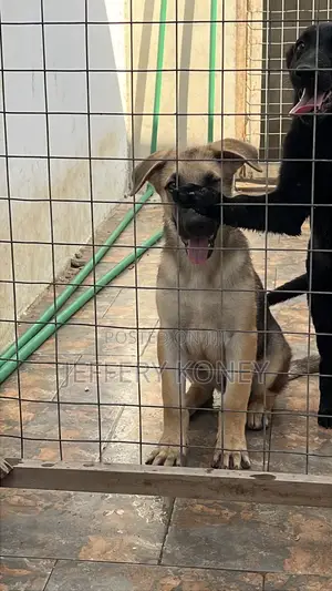 3-6 months Male Purebred German Shepherd
