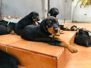 1-3 months Male Purebred Doberman Pinscher