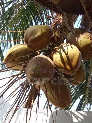 Fresh Coconut