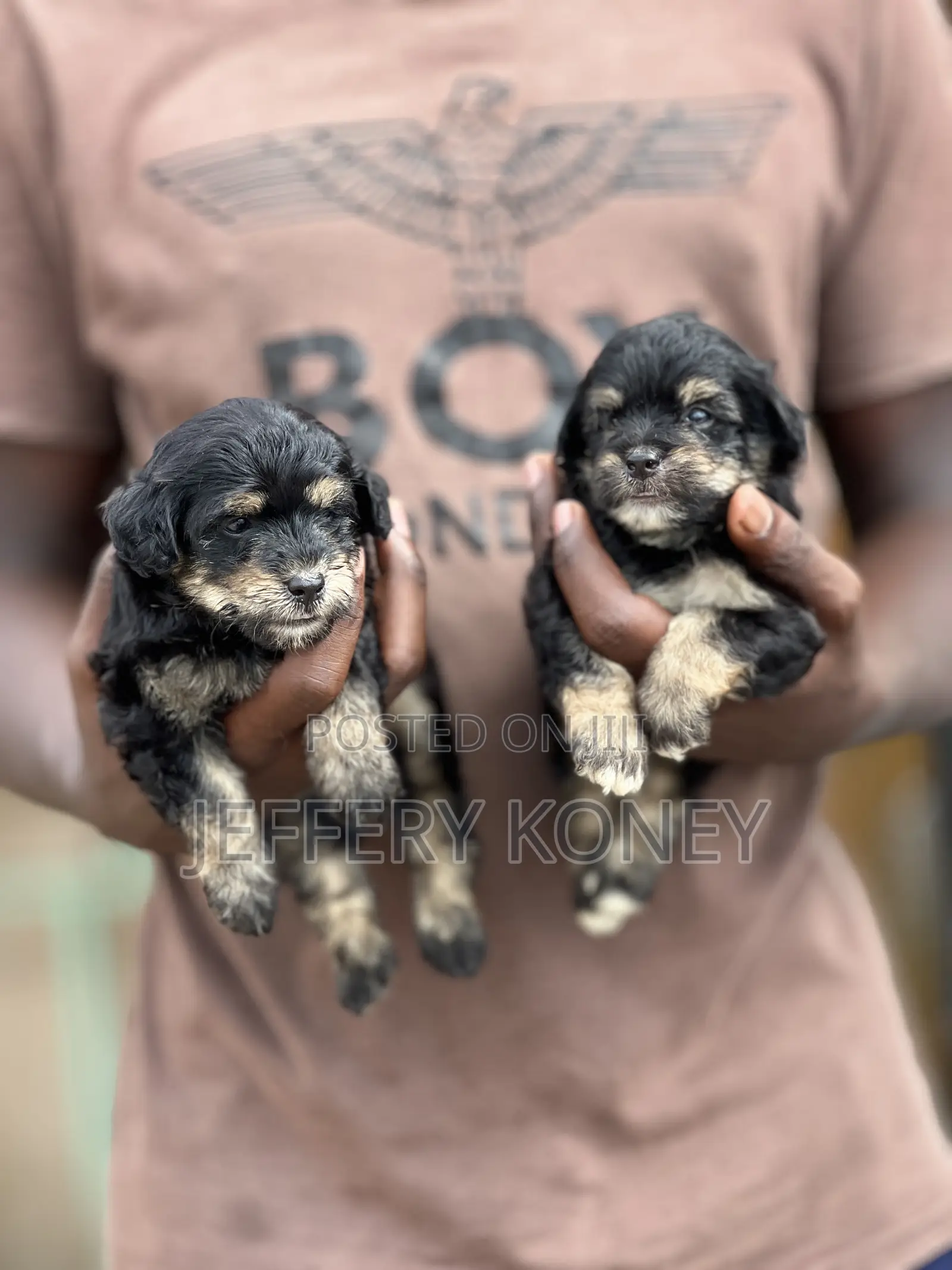 1-3 months Female Purebred Poodle