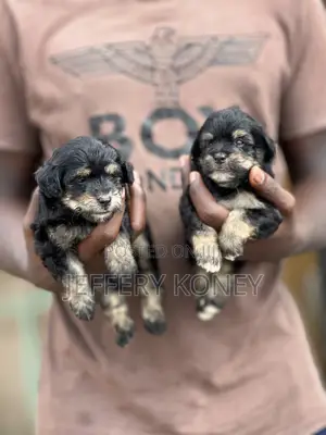 1-3 months Female Purebred Poodle