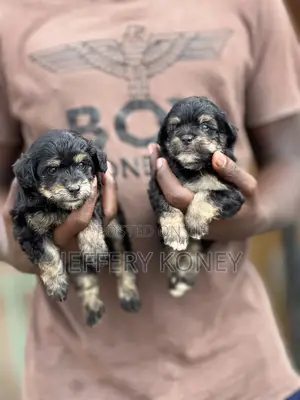 1-3 months Female Purebred Poodle