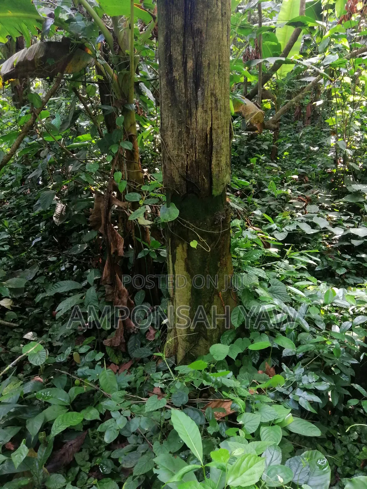 Quality Free Delivery Wood