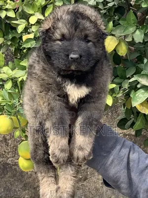 1-3 months Male Purebred Caucasian Shepherd