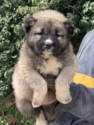 1-3 months Male Purebred Caucasian Shepherd