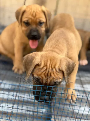 1-3 months Female Purebred Boerboel