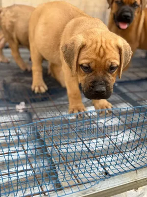 1-3 months Female Purebred Boerboel