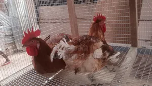 6 Weeks Imported Colour Broilers for Sale at Cool Prices