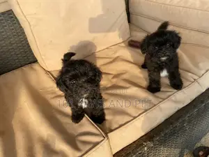 1-3 months Male Purebred Poodle