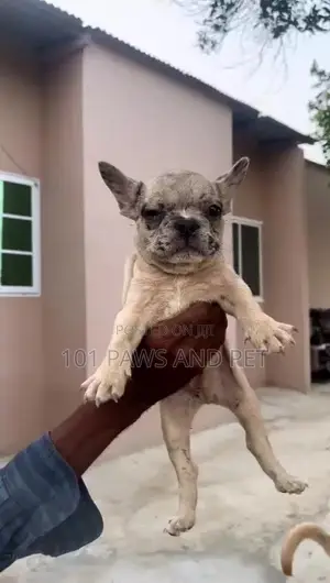 1-3 months Male Purebred French Bulldog