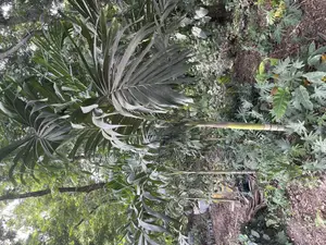 Veitchia Palm for Sale