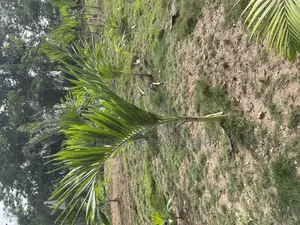 Veitchia Palm for Sale