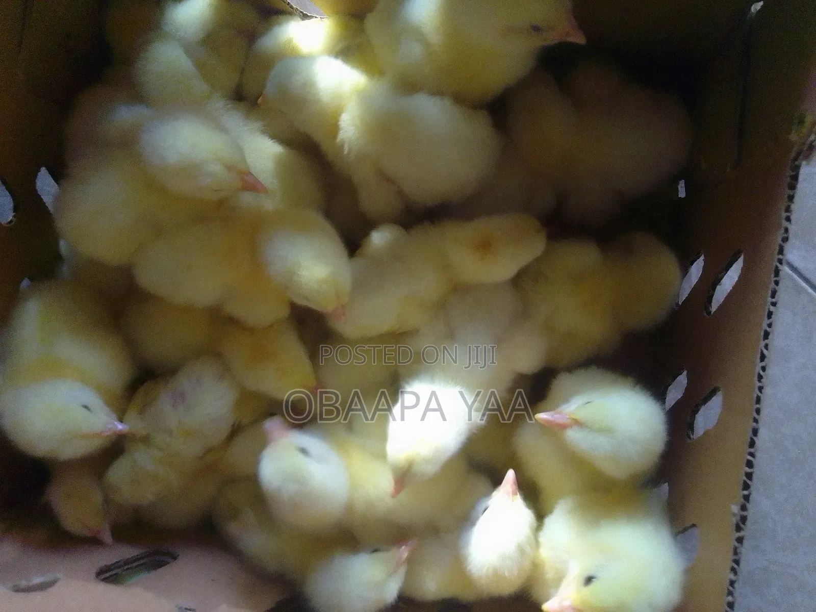 Sasso Day Old Chicks Going for 19ghc