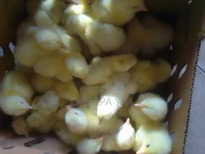 Sasso Day Old Chicks Going for 19ghc