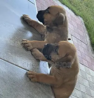 1-3 months Male Purebred Boerboel