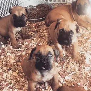 1-3 months Male Purebred Boerboel
