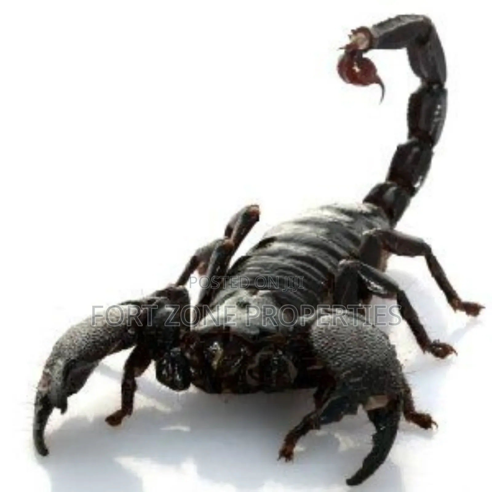 Pest Remedy With Cleantex