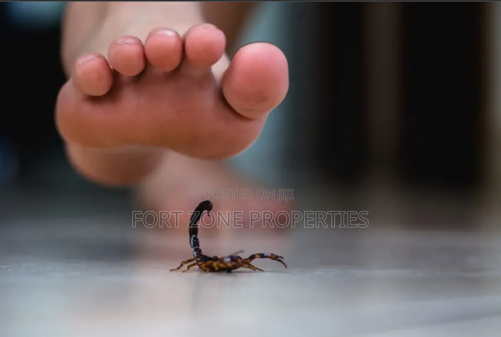 Pest Remedy With Cleantex