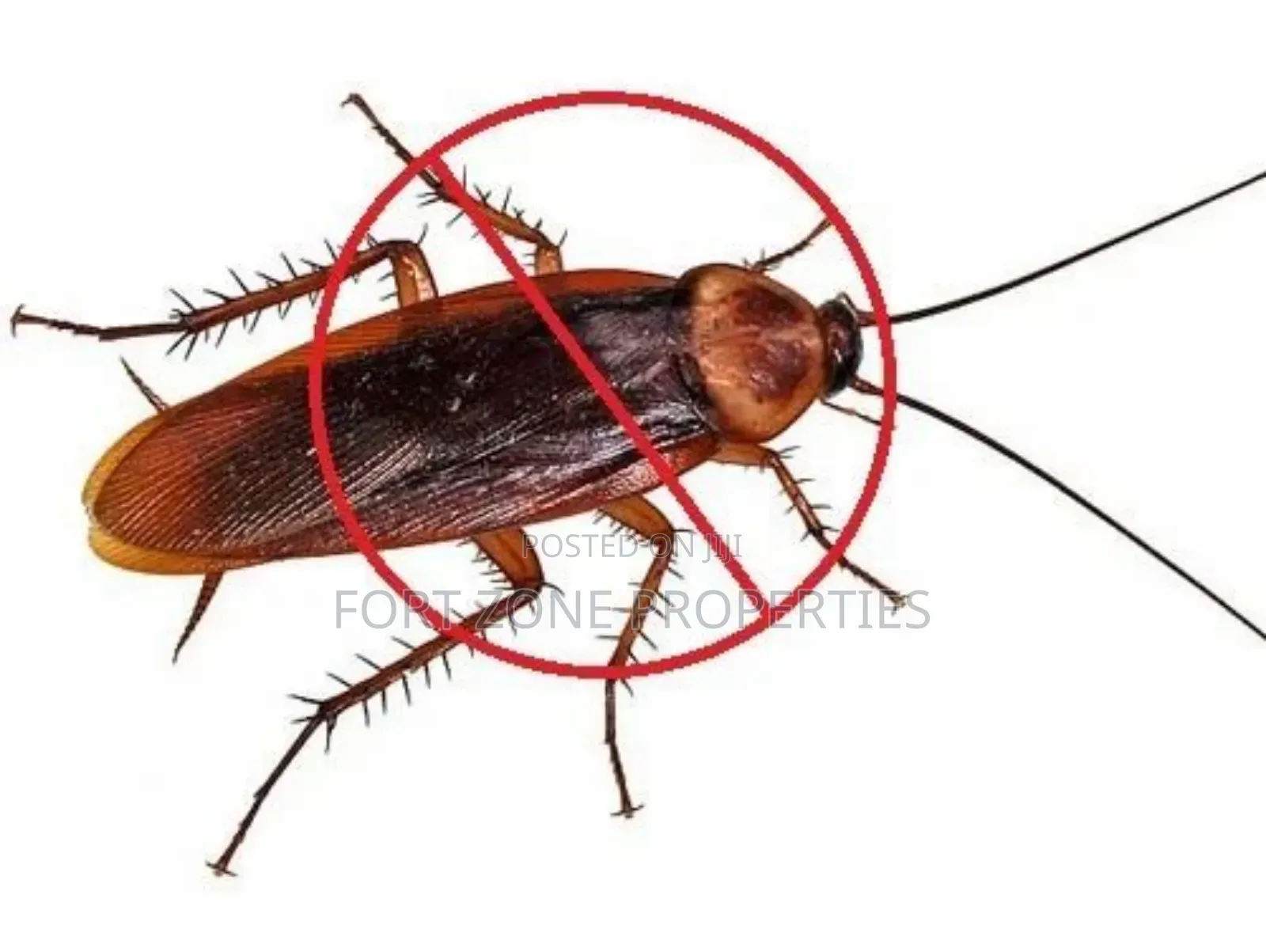Pest Remedy With Cleantex